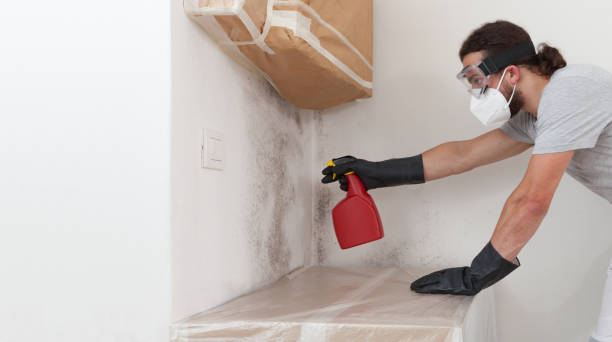 Professional Basement Mold Remediation technician working in Boyds, MD